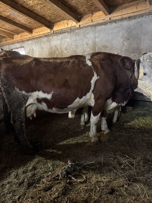 Vând vacă de 7 ani cu vițea belgiana de 2 luni