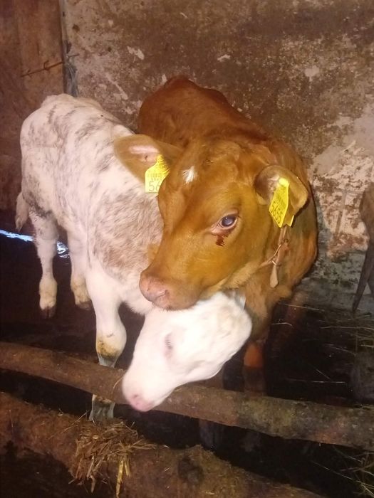 Vănd două vițele una belga și una limuzina