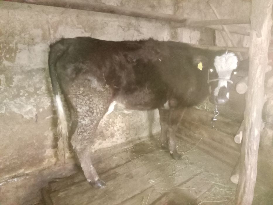 Бұзаулы сиыр, бірінші тума.