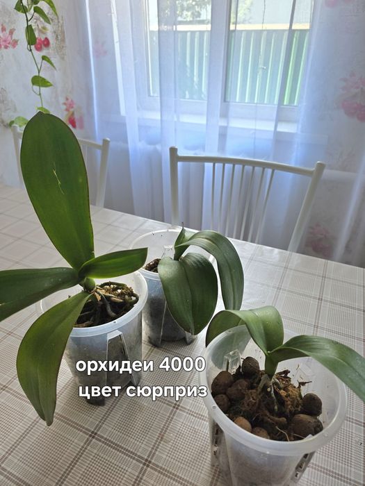 Комнатные растения