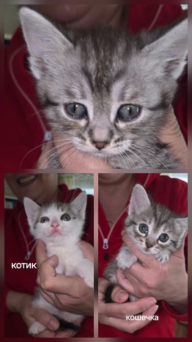 Отдам котят в добрые руки