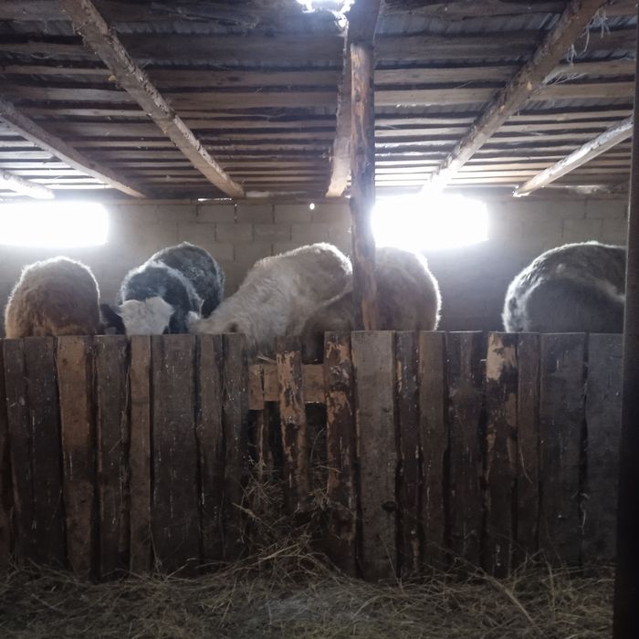 Продам бычков 6 голов