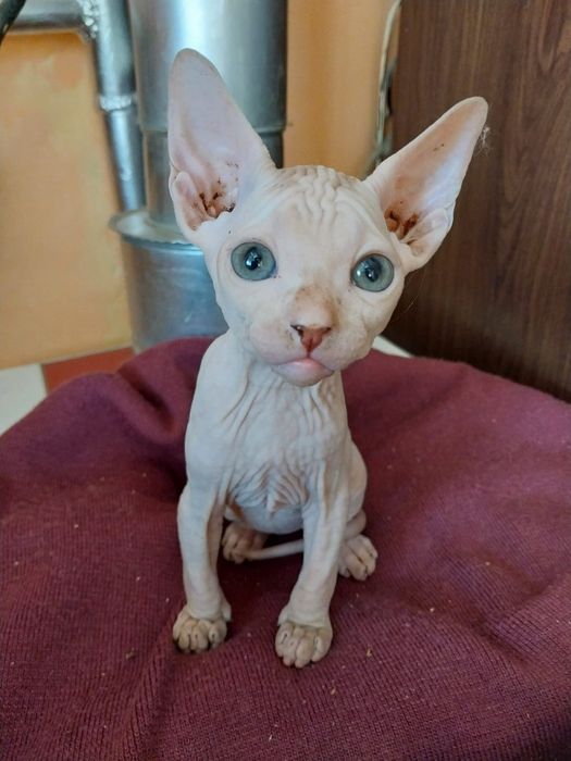 Котенок сфинкса канадский