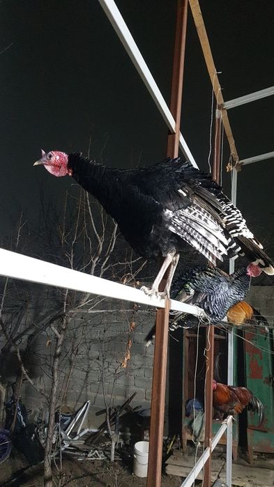 Индюки молодые 1 год