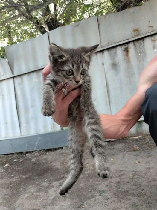 Отдам котят 2 месяца девочки