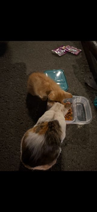 Ofer spre adoptie doi pisoi mici!
