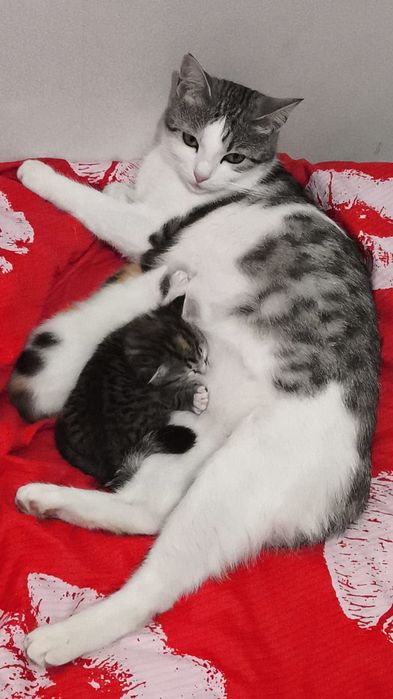 Отдадим котят в добрые руки!