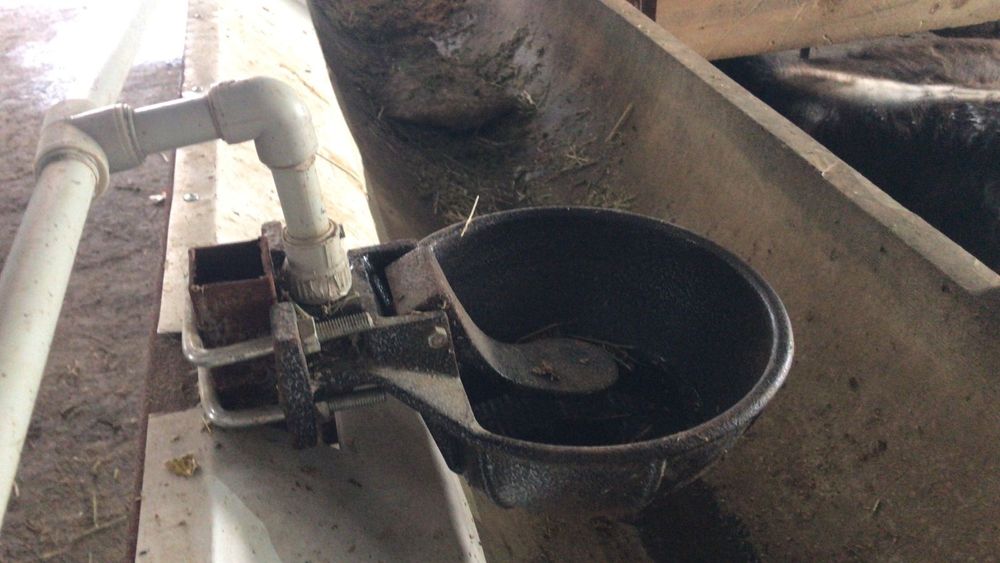 Поилка для КРС автоматически