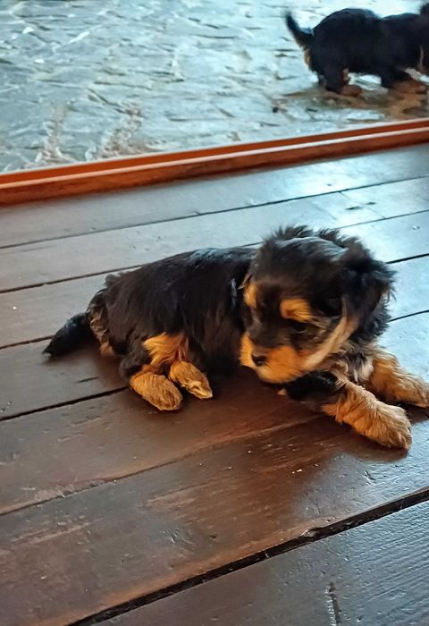 Йоркширски териер