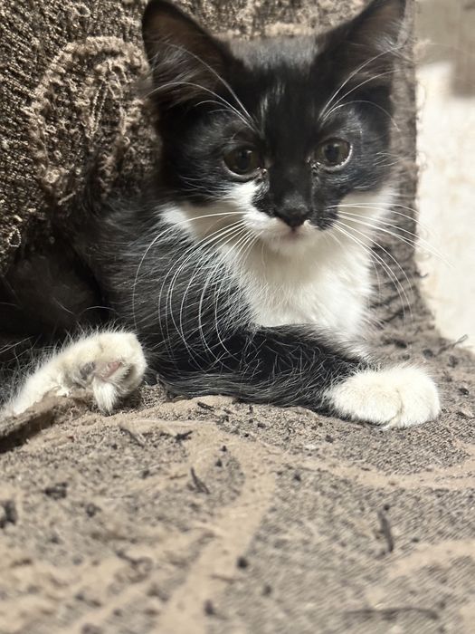 Отдадим котят в хорошие руки