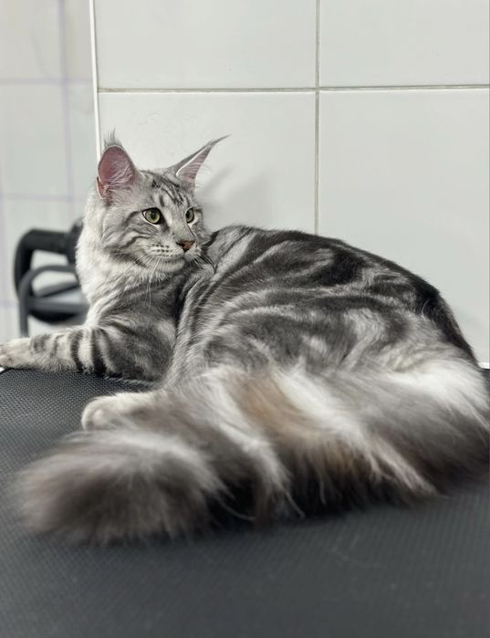 Груминг собак и кошек