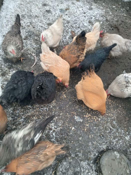 Тауық / Тауык / Куры