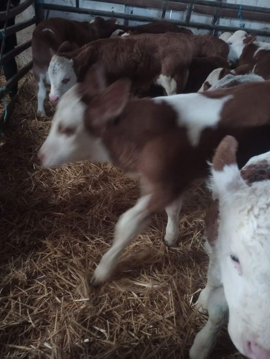 De vanzare vitei Bălțați și limuzini