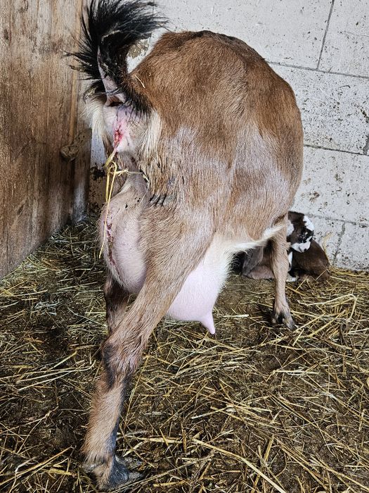 Iezi si capre de vanzare