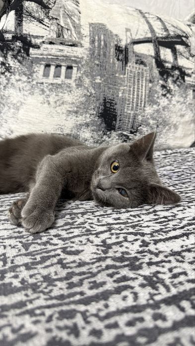 Отдам котенка, девочка