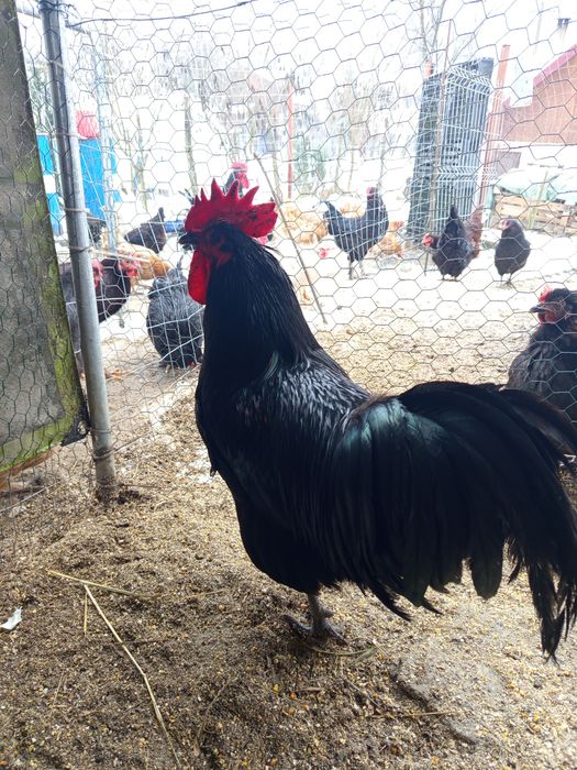Oua de incubat rasa Australorp