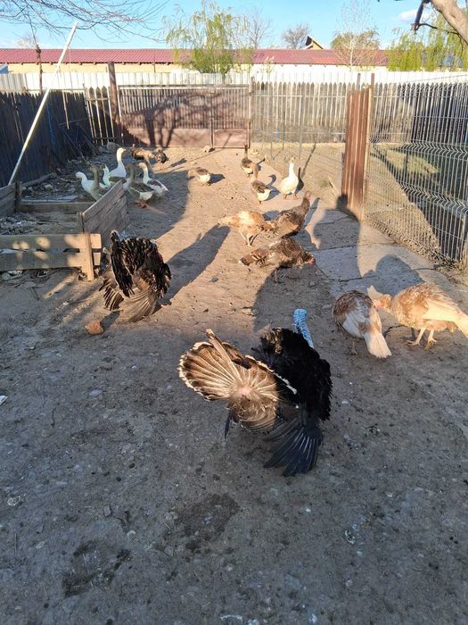 Curcani de vanzare Prahova