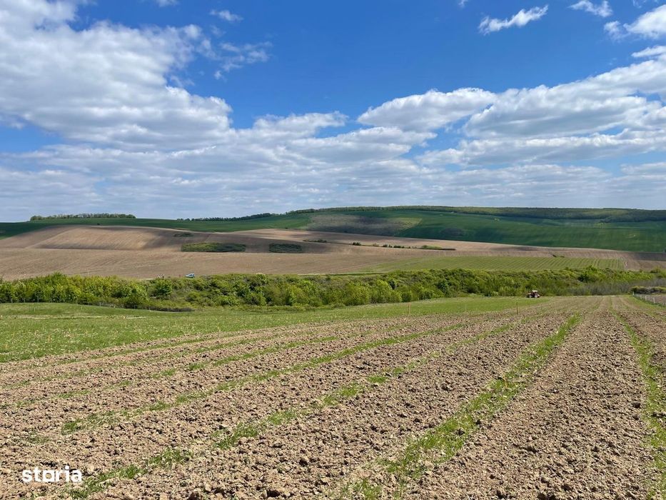 Teren agricol 15 ha | Compact, împrejmuit | Ivănești, Vaslui