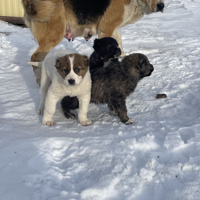 Щенки Алабая привитые