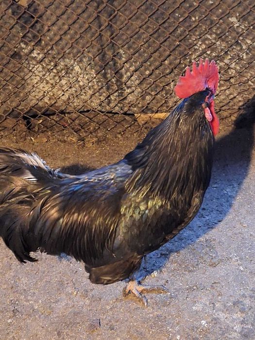 Oua de gaini ameraucana ,