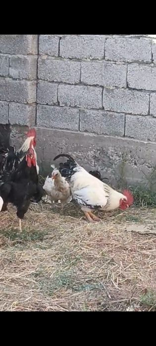 Тауык Куры Кораз