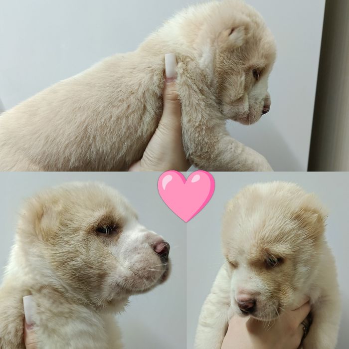 Продаются щенки САО(азиаты)