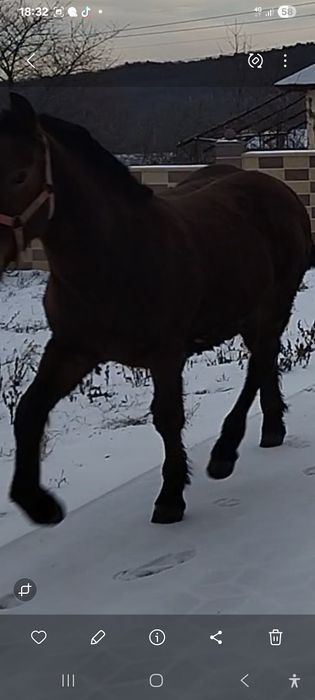 Vând mânz semigreu de 9 luni