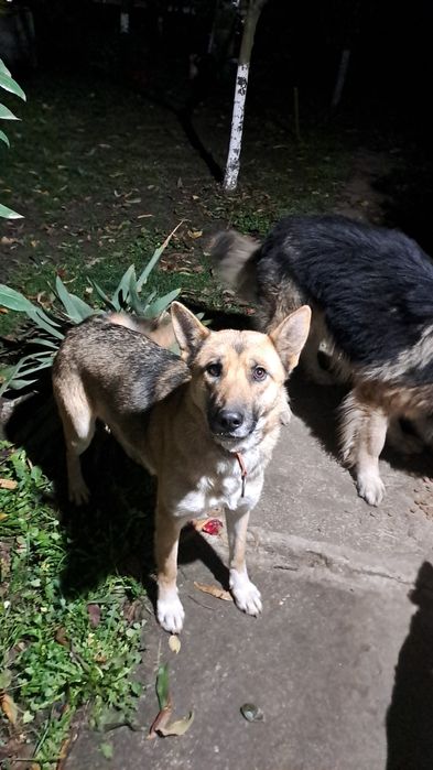 Donez catelusa 2 ani ciobanesc german