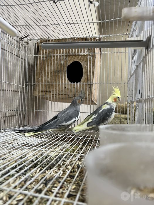 Karela sotiladi tayyor juft