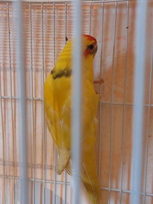 Какарики желтые красивые