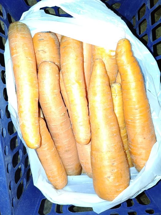 Продам морковь домашнюю