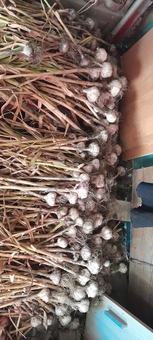 Продам чеснок дачный