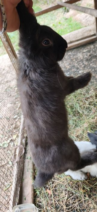Quyon oladiganlar bormi ?