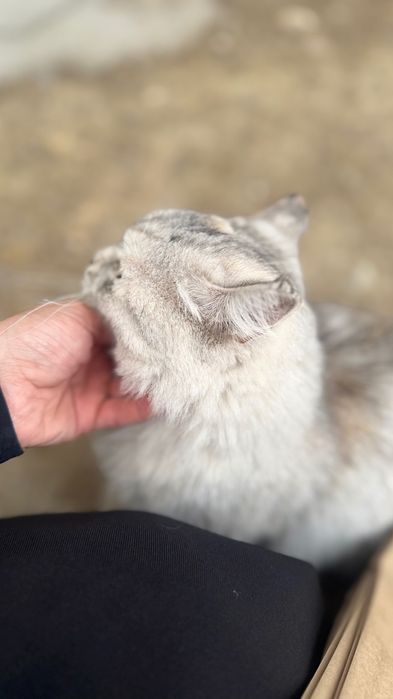 Кошка персидская