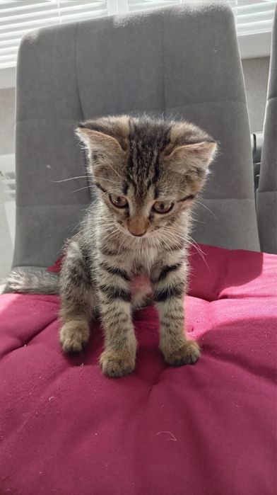 Котенок мальчик срочно ищет дом!