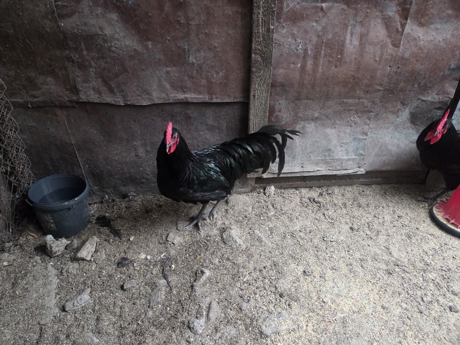 Cocosi Australorp culoare neagra