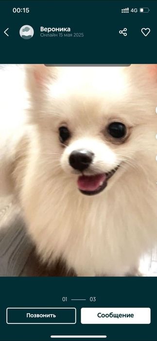 Шпиц таза канды герма