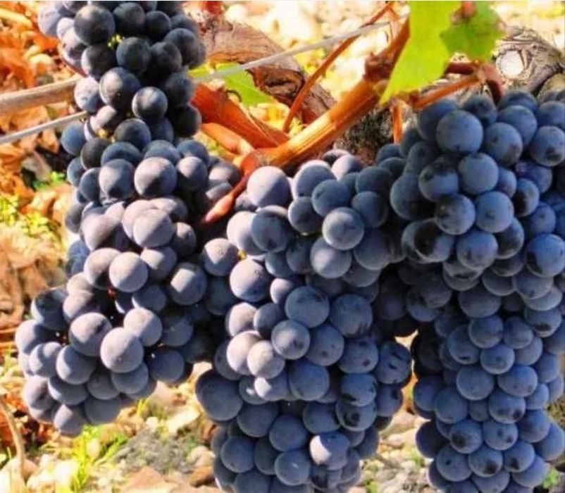 Vând struguri de vin