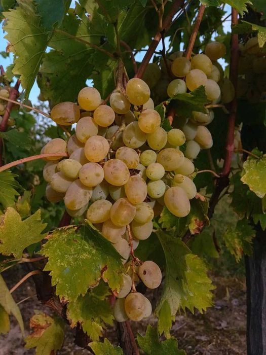 Vând drajoni de zmeură polka si stoloni căpsuni