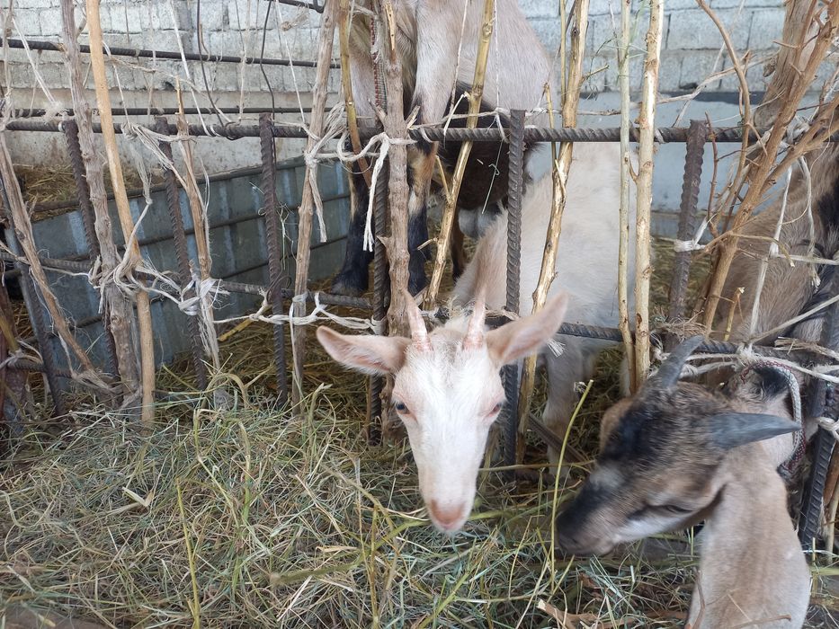 Zotdor zanen echki bolasi sotiladi