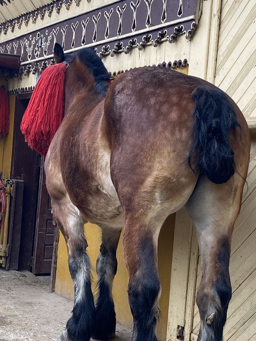 Vând iapă de 8 ani