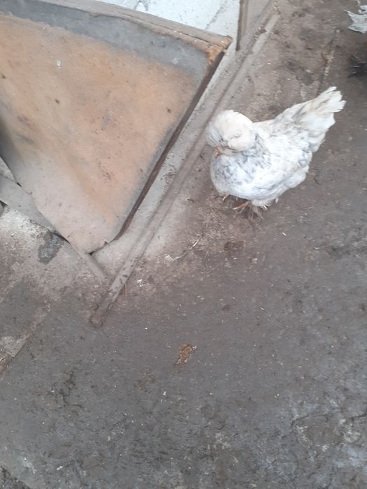 Vând ouă gaini din imagine