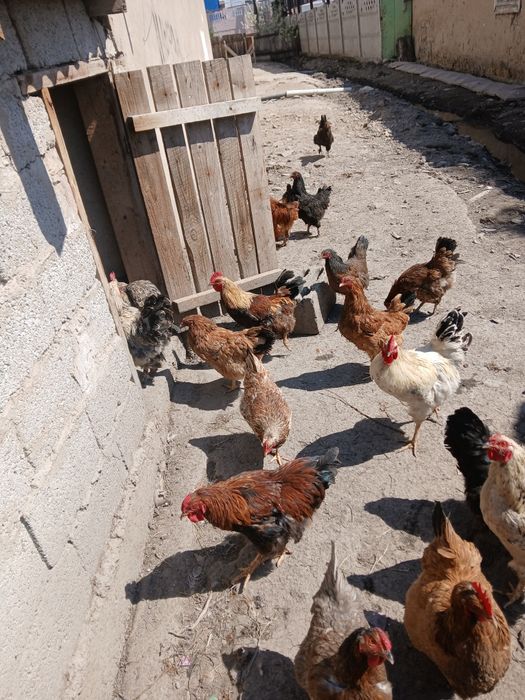 Продам петухов,только петухов