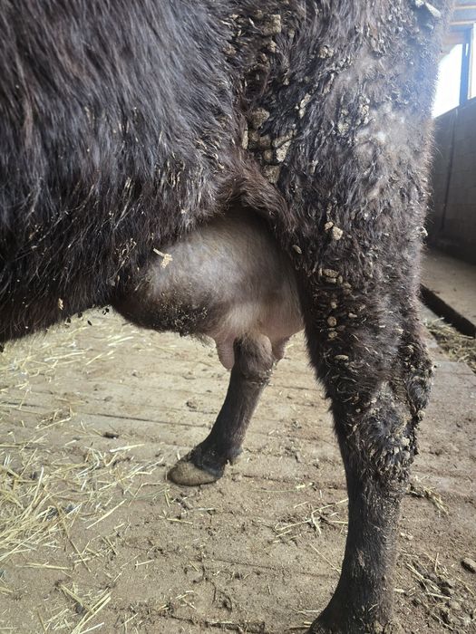 Буаз сиыр сатылады