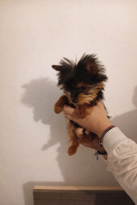 Yorkshire terrier mini toy Tea cup