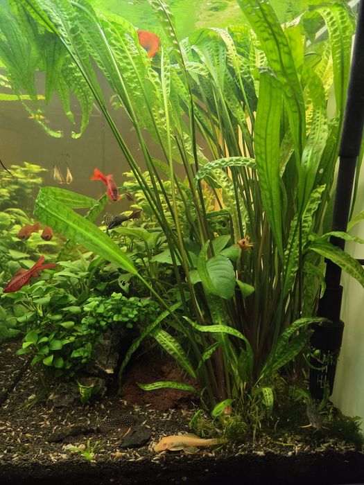 Acvariu complet Aquatlantis 240 litri