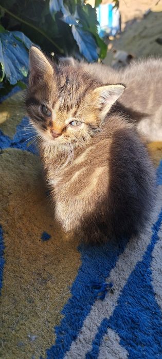 Отдам котят мальчики и девочки
