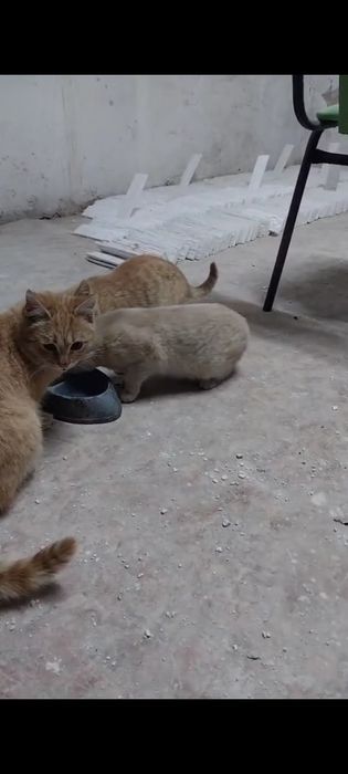 Отдам котят.  Бесплатно