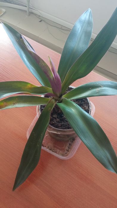 Цветы для дома и для офиса