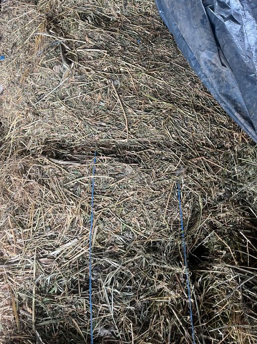 Baloți de trifoi de vanzare